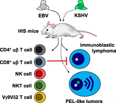 Human γ-Herpesvirus Infection, Tumorigenesis, and Immune Control in Mice with Reconstituted Human Immune System Components